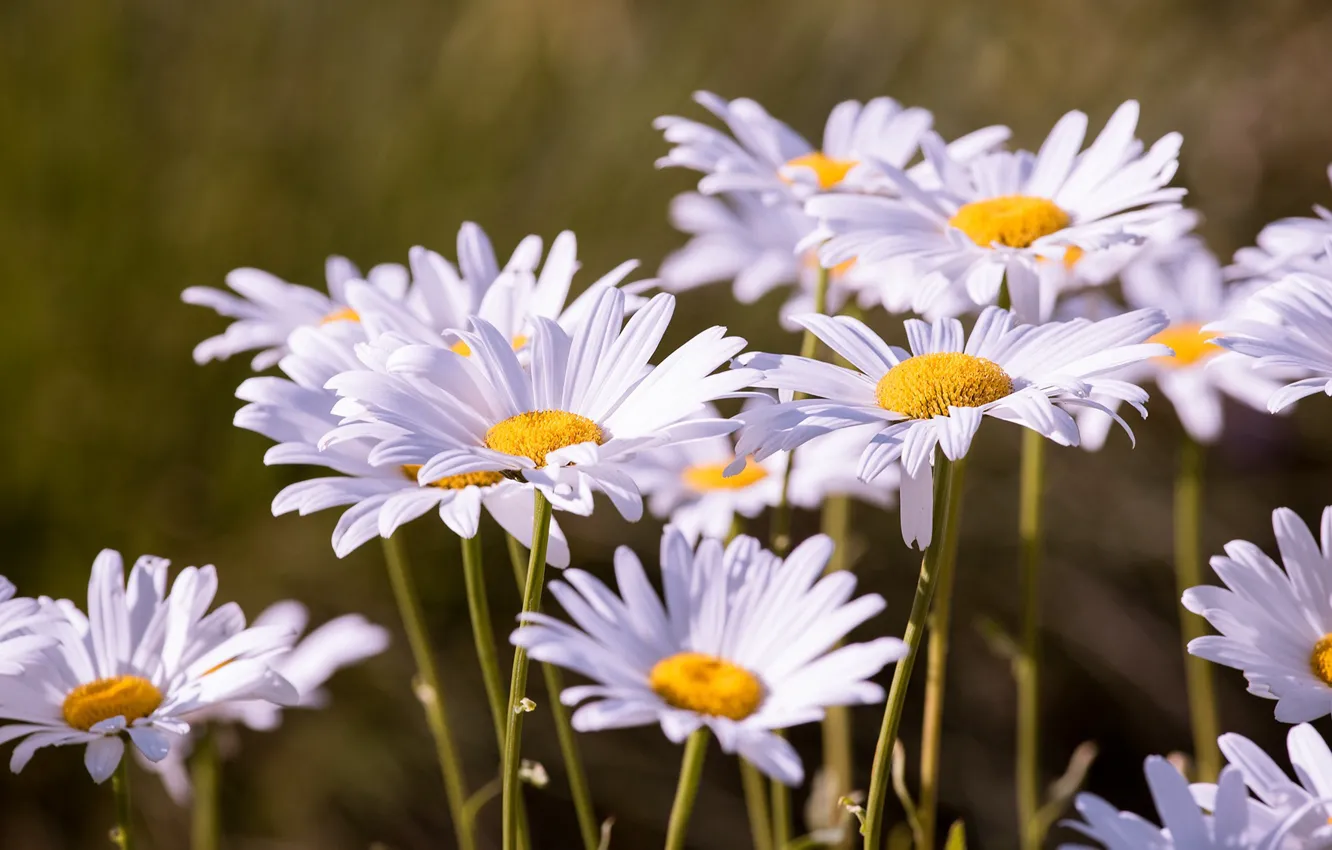 Photo wallpaper summer, flowers, nature, background, chamomile, petals, white, a lot