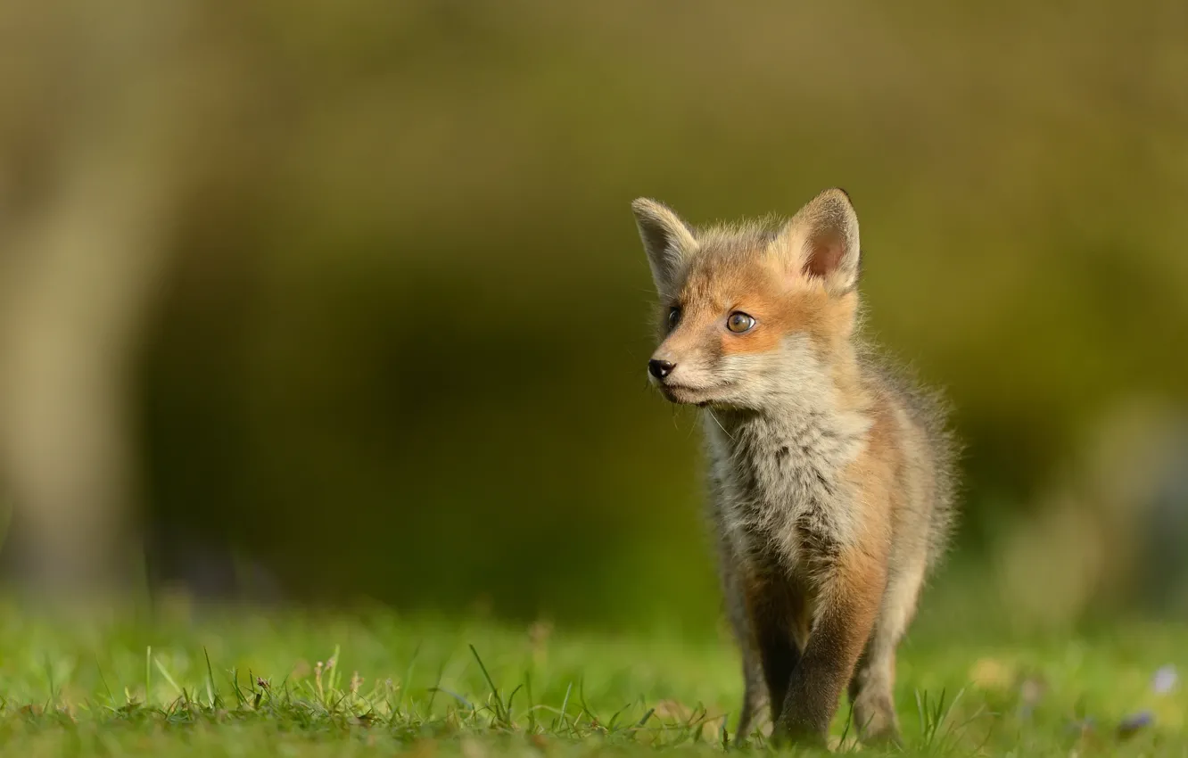 Photo wallpaper pose, look, nature, Fox, glade, grass, Fox
