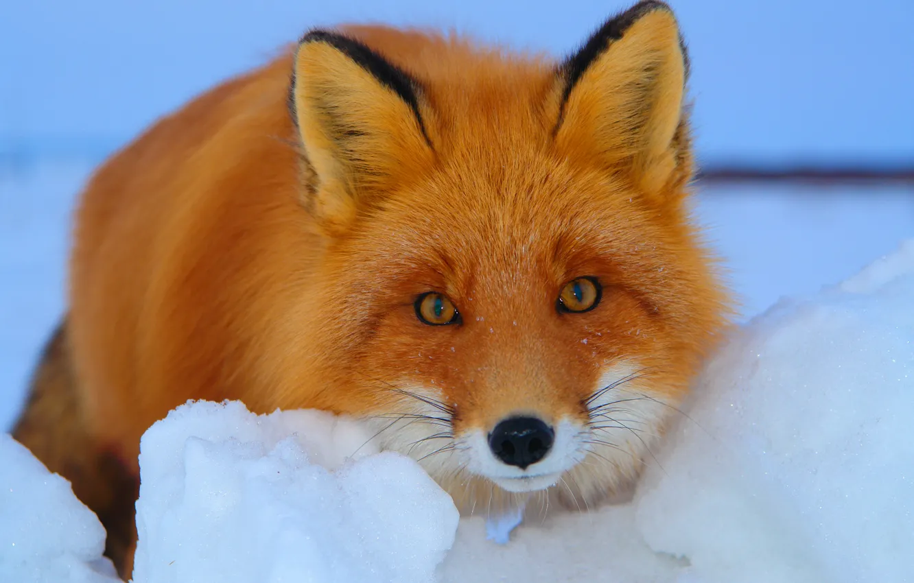 Photo wallpaper winter, look, snow, Fox, red