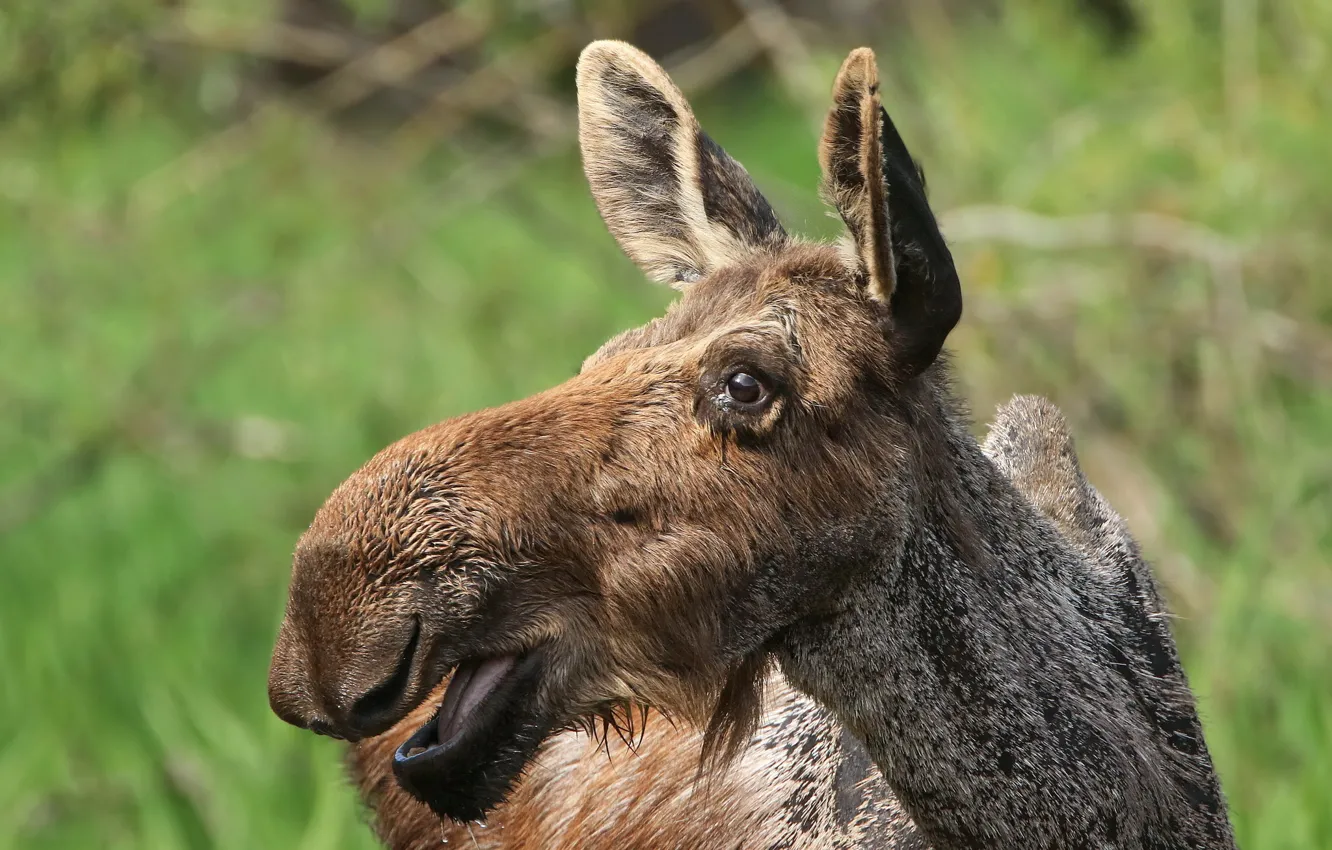 Photo wallpaper summer, nature, moose
