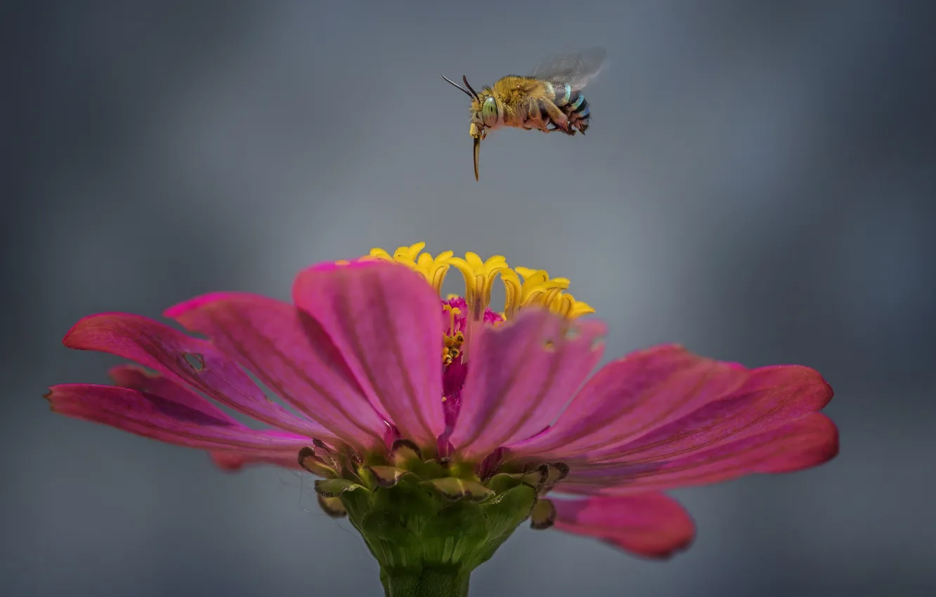 Photo wallpaper flower, bee, flower, bee, Hendy Mp