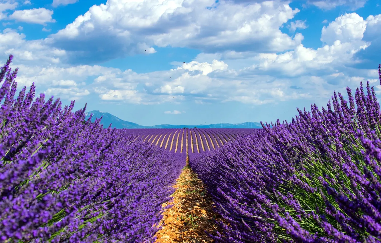 Photo wallpaper field, the sky, lavender
