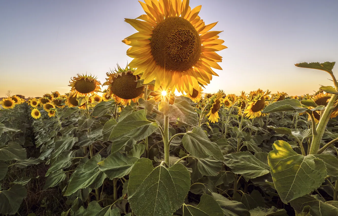 Photo wallpaper field, the sun, sunflowers
