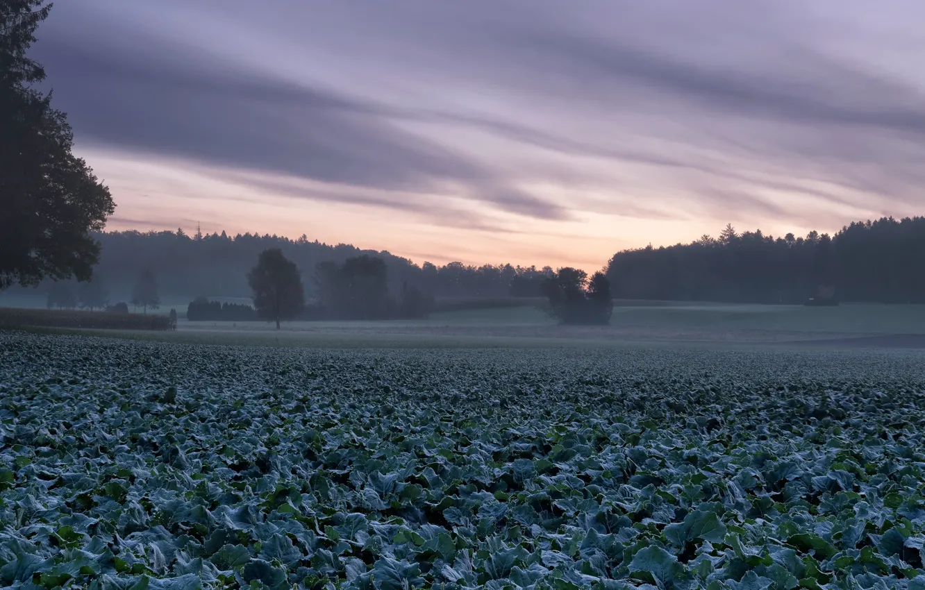 Photo wallpaper field, nature, fog, cabbage