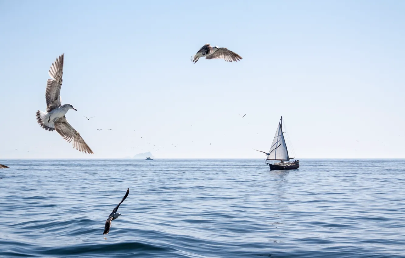 Photo wallpaper sea, birds, boat