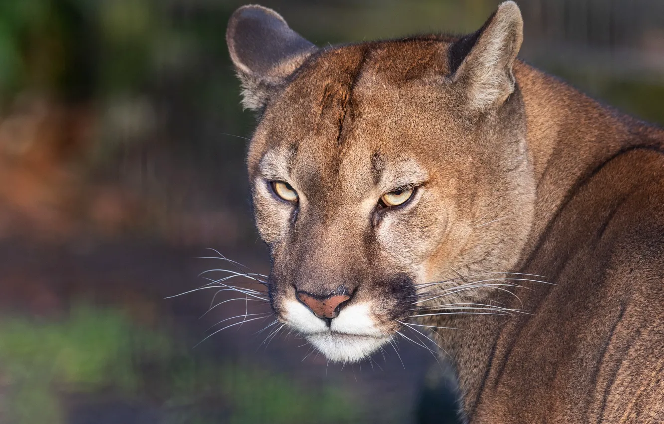 Photo wallpaper look, face, portrait, Puma, the expression, Cougar, sullenly