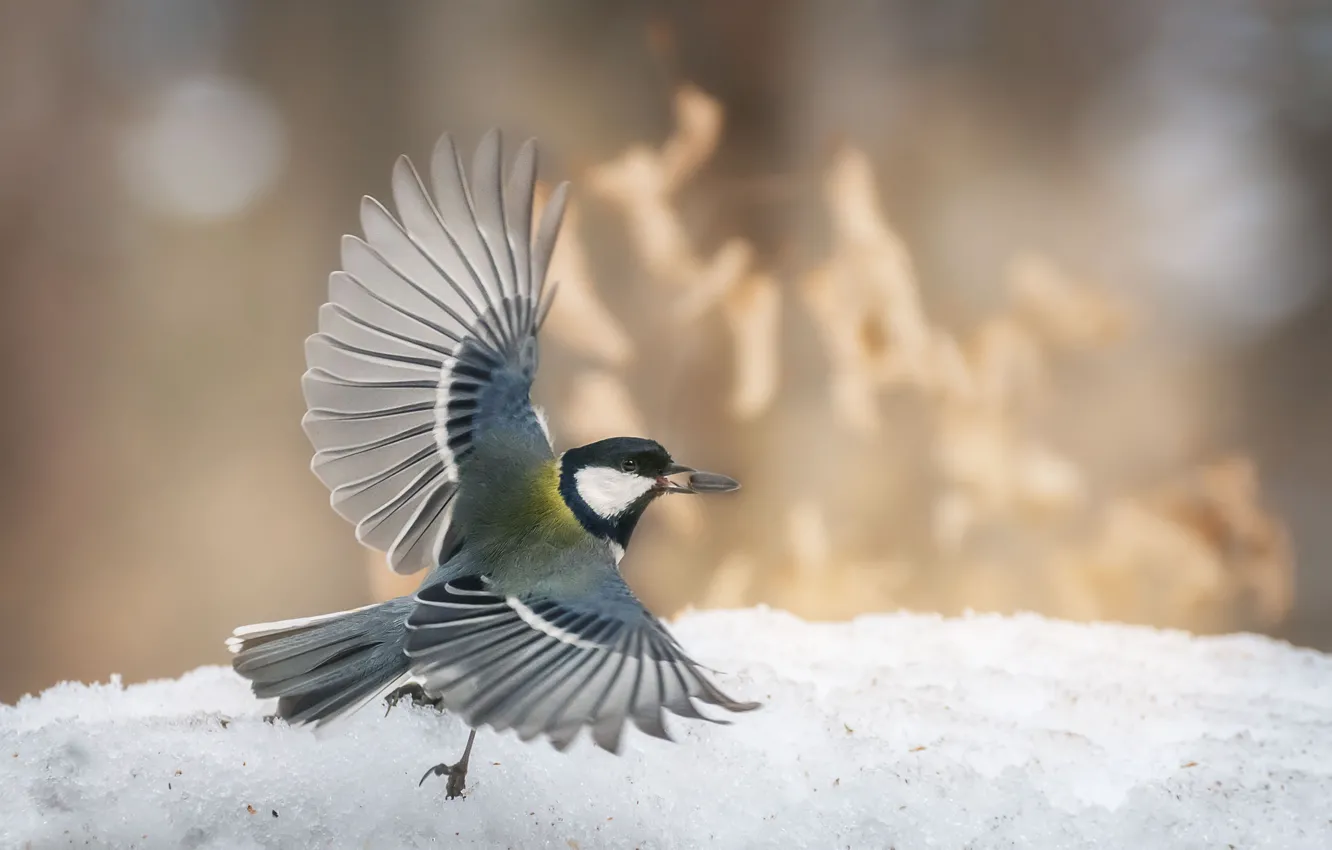 Photo wallpaper snow, flight, bird, tit