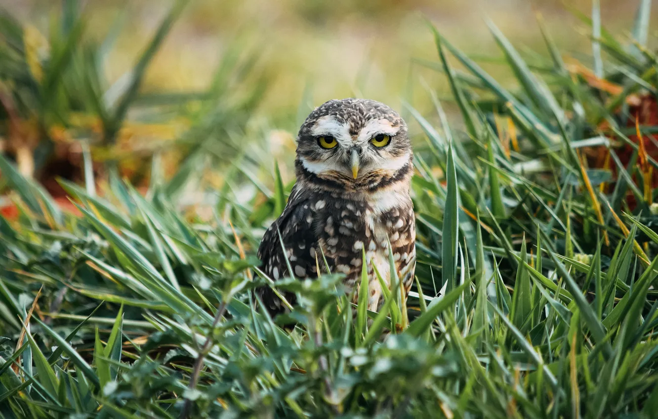 Photo wallpaper grass, look, owl, bird, glade, owl