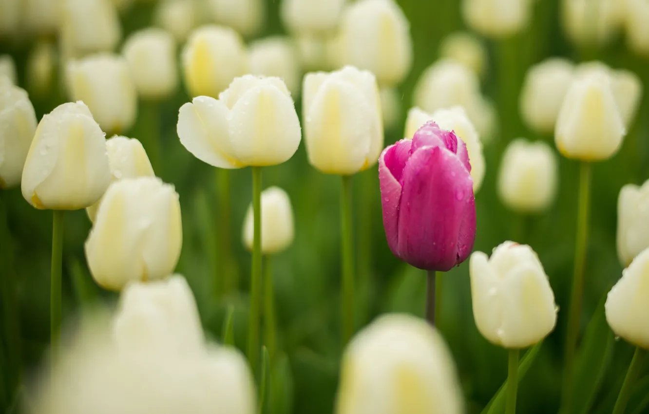 Photo wallpaper pink, tulips, white, buds, a lot, bokeh