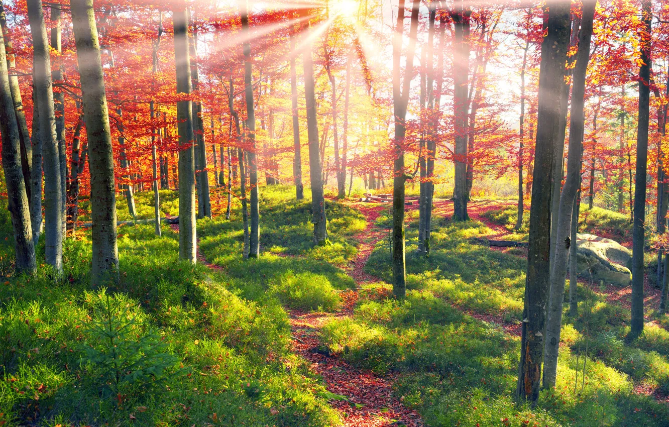 Photo wallpaper autumn, forest, grass, leaves, the sun, rays, trees, Ukraine
