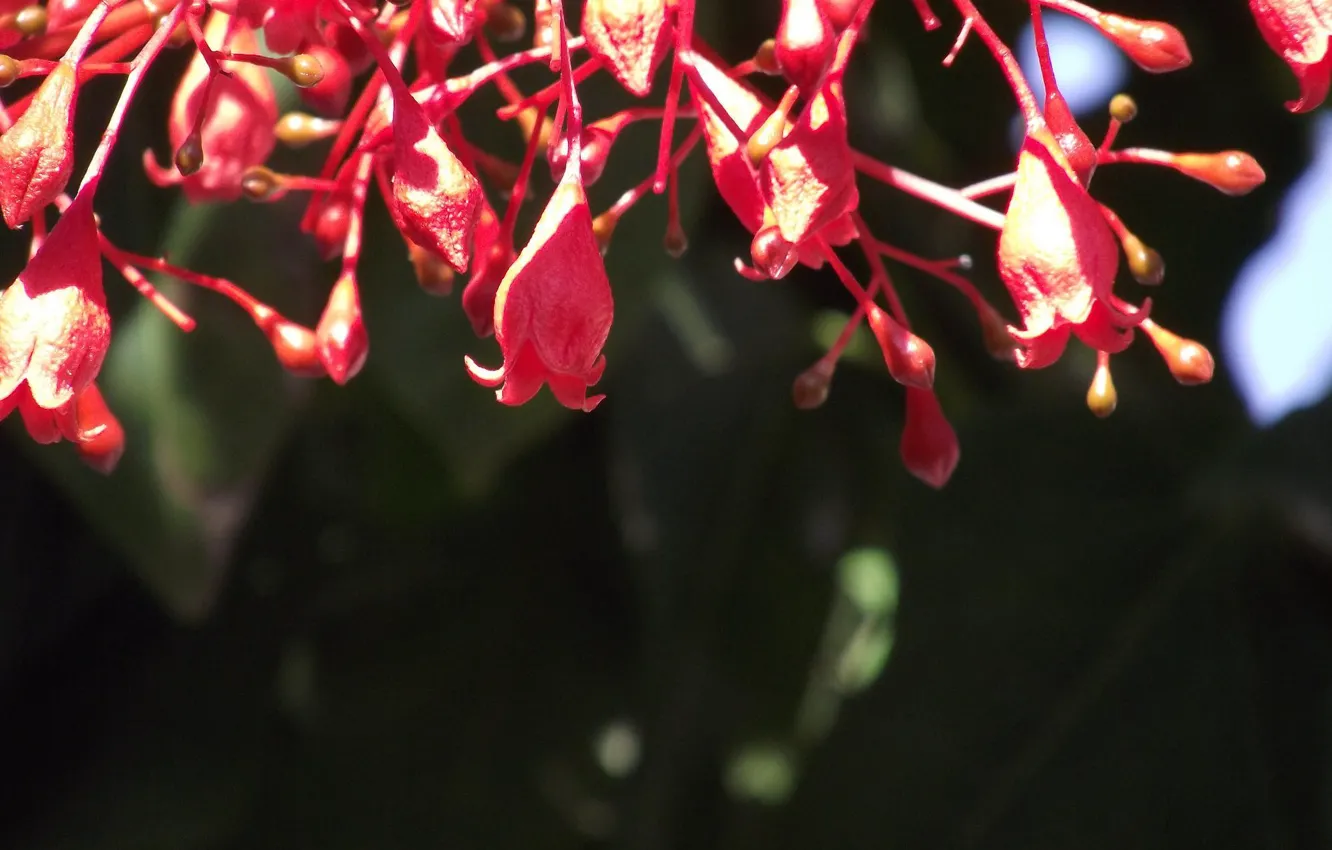 Photo wallpaper greens, macro, flowers, red, nature, abstraction, green, style