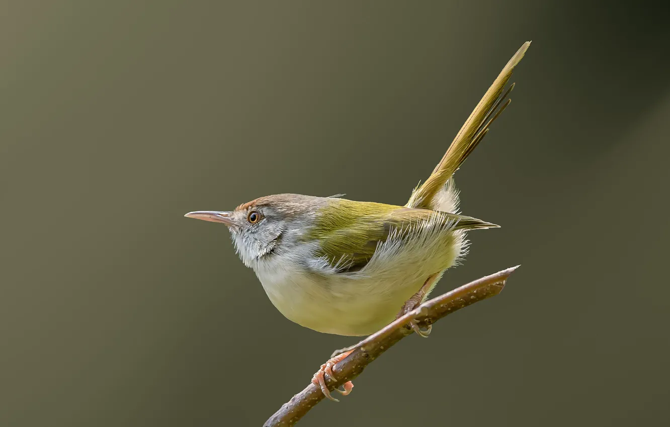 Photo wallpaper branches, bird, krasnolesy dressmaker