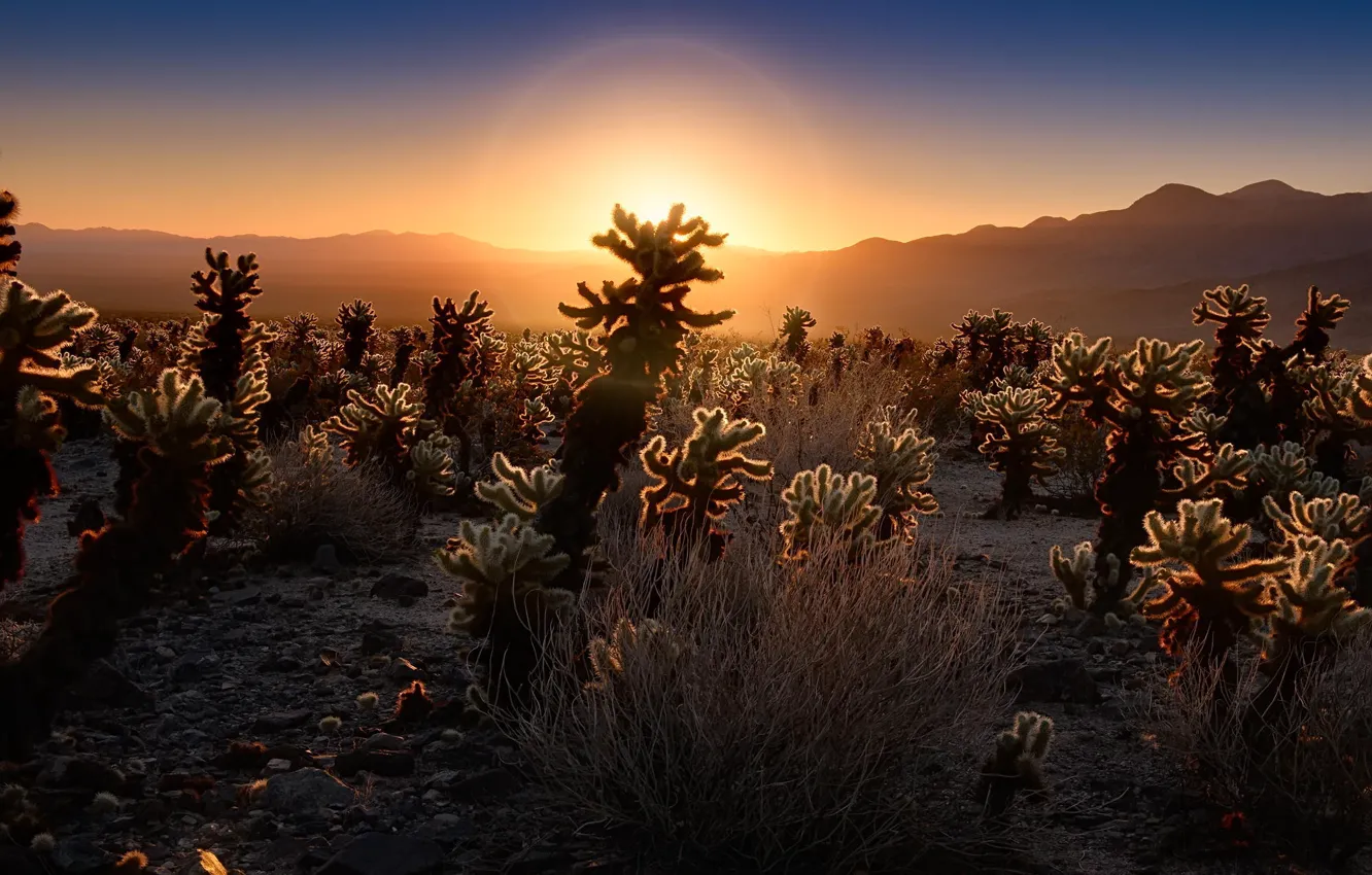 Photo wallpaper sunset, nature, desert, cactus