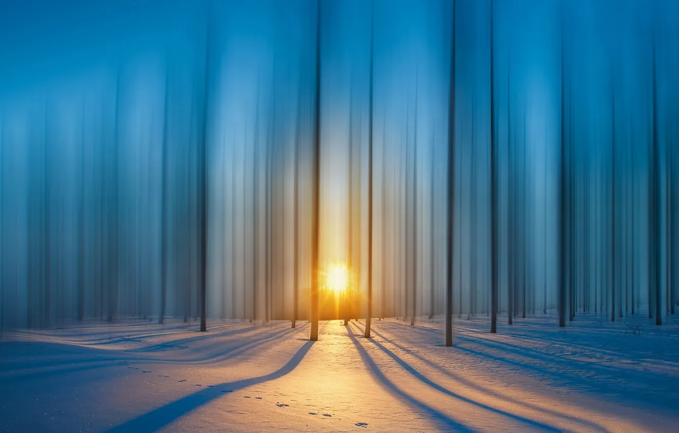 Photo wallpaper winter, snow, trees, sunset