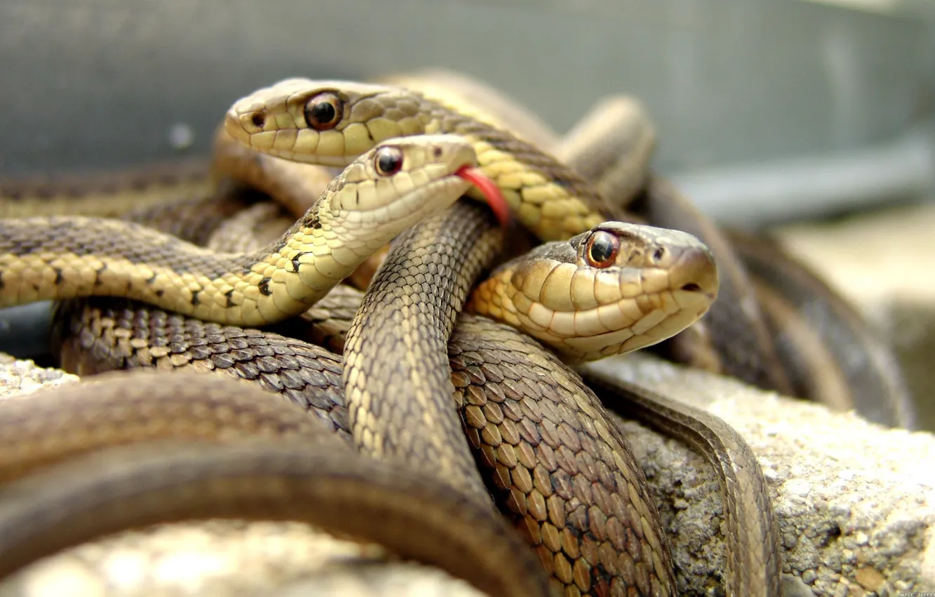 Photo wallpaper language, snakes