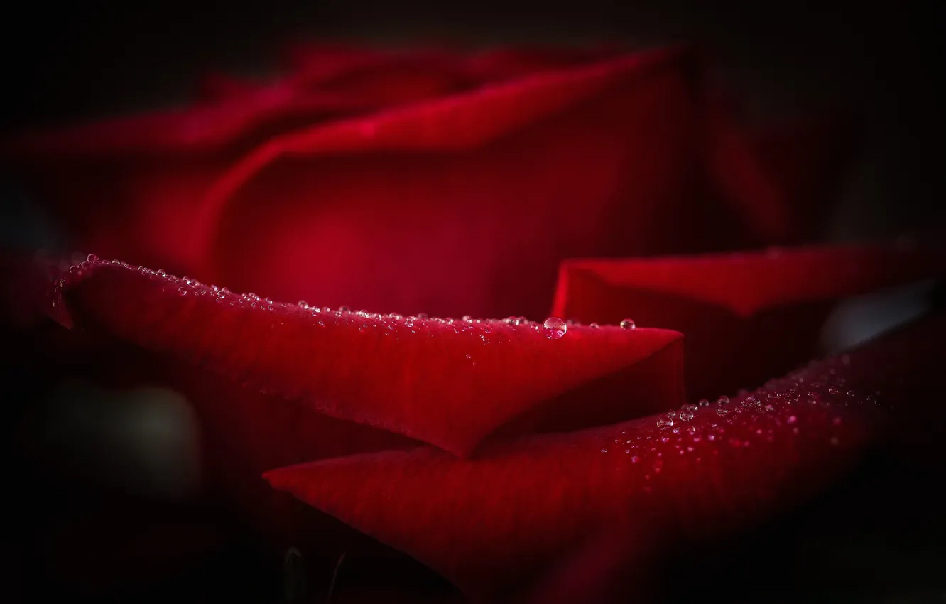 Photo wallpaper water, drops, flowers, Rosa, roses, petals