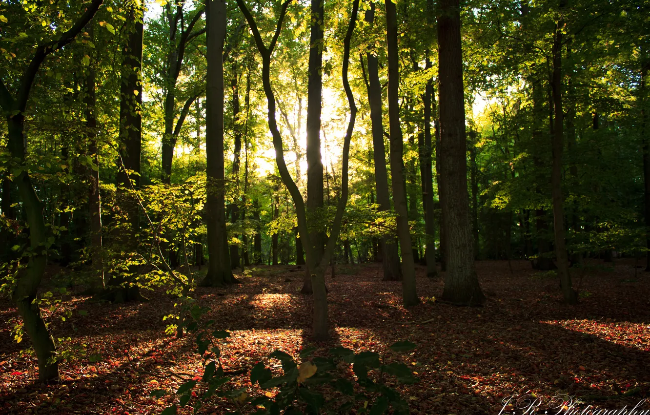 Photo wallpaper forest, rays, trees, foliage, solar