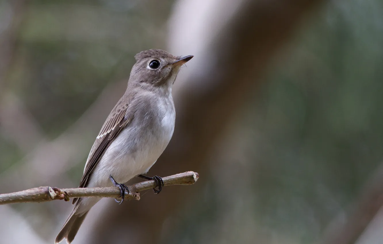Photo wallpaper macro, branches, background, bird