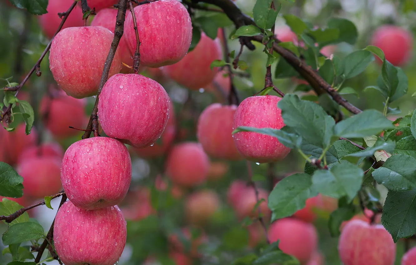 Photo wallpaper autumn, water, drops, Rosa, apples, garden, harvest