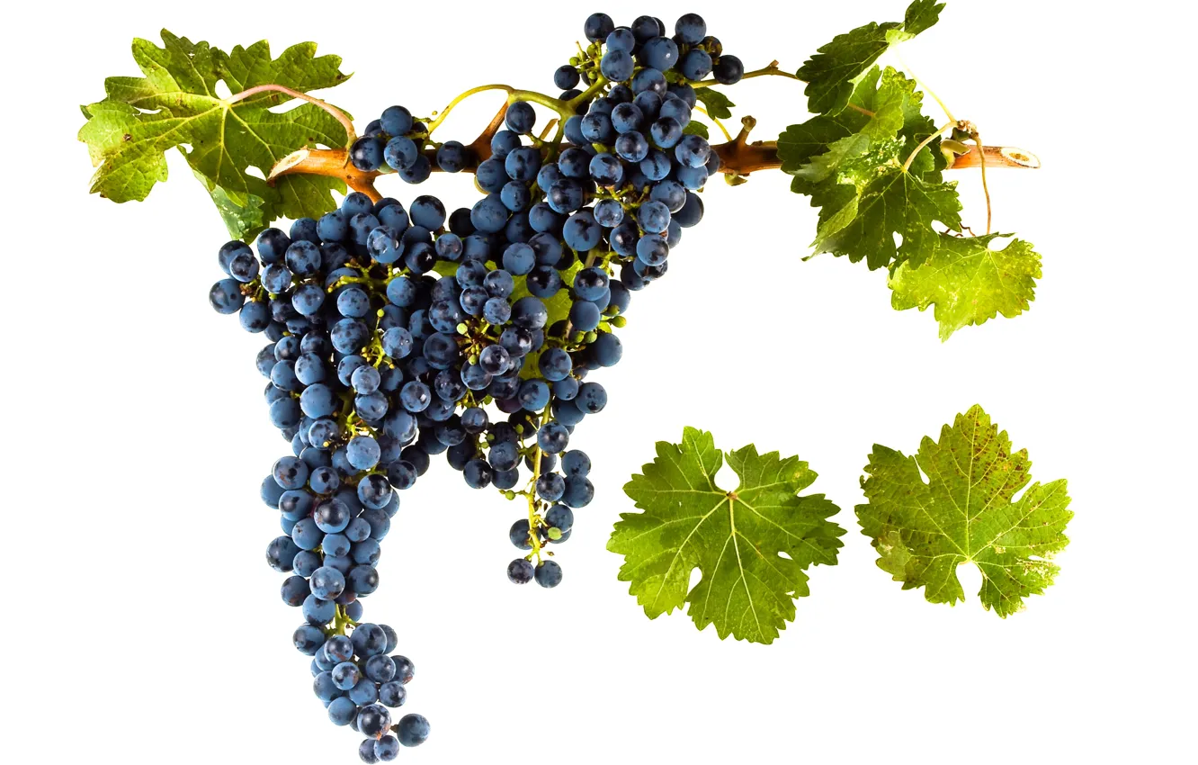 Photo wallpaper wine, leaves, grapes, red wine, vitis vinifera, Cabernet Franc