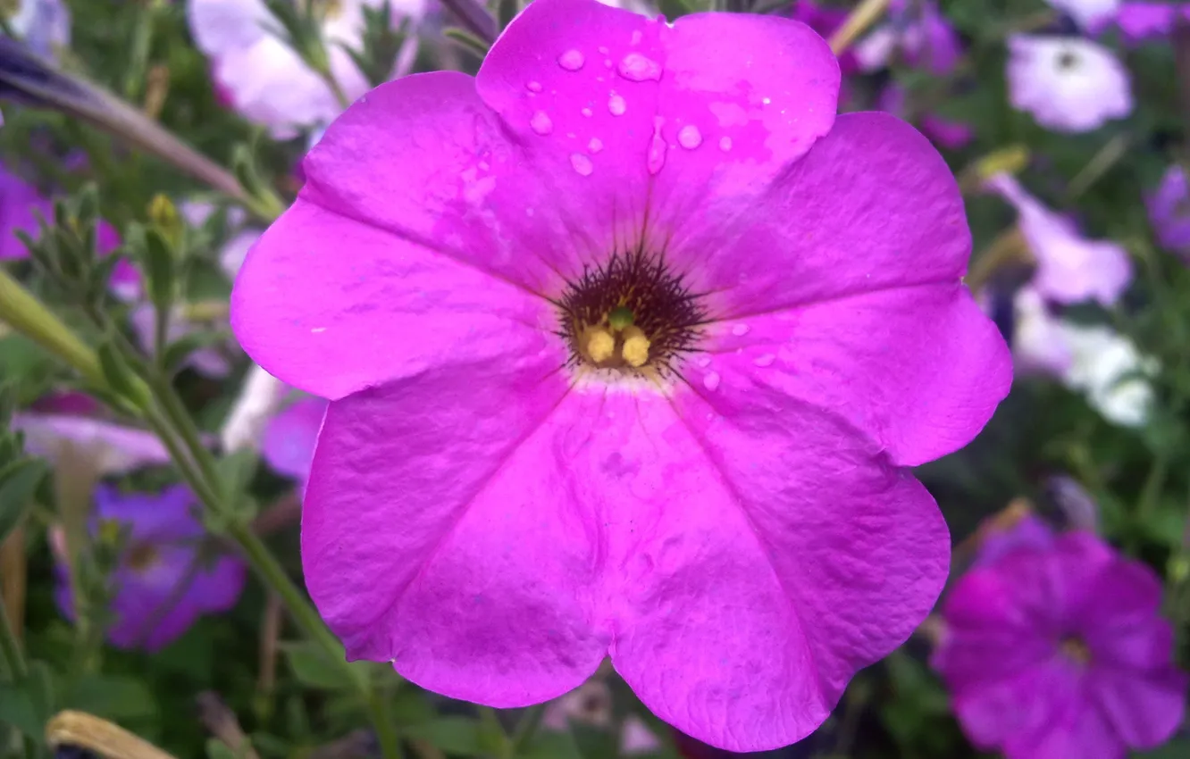 Photo wallpaper summer, drops, flowers, Rosa, Petunia, July