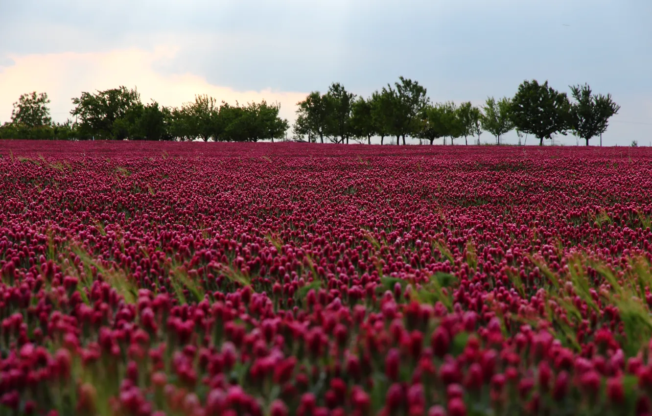 Photo wallpaper field, flowers, nature, nature, flowers, purple, Field