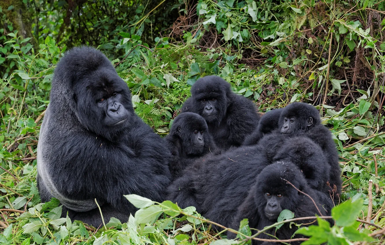 Photo wallpaper branches, family, monkey, gorilla, cub, the primacy of