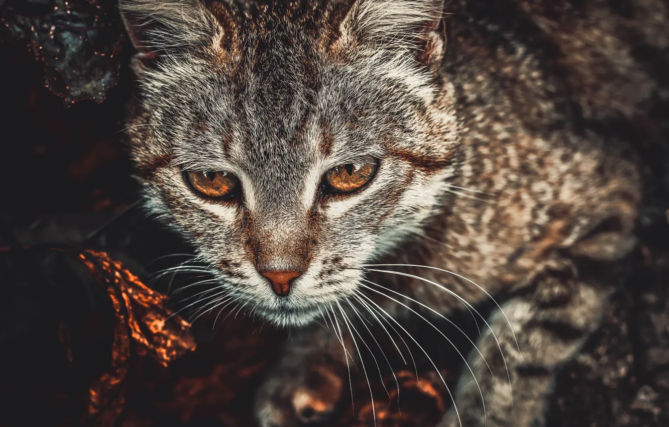 Photo wallpaper cat, eyes, cat, look, bronze, toning