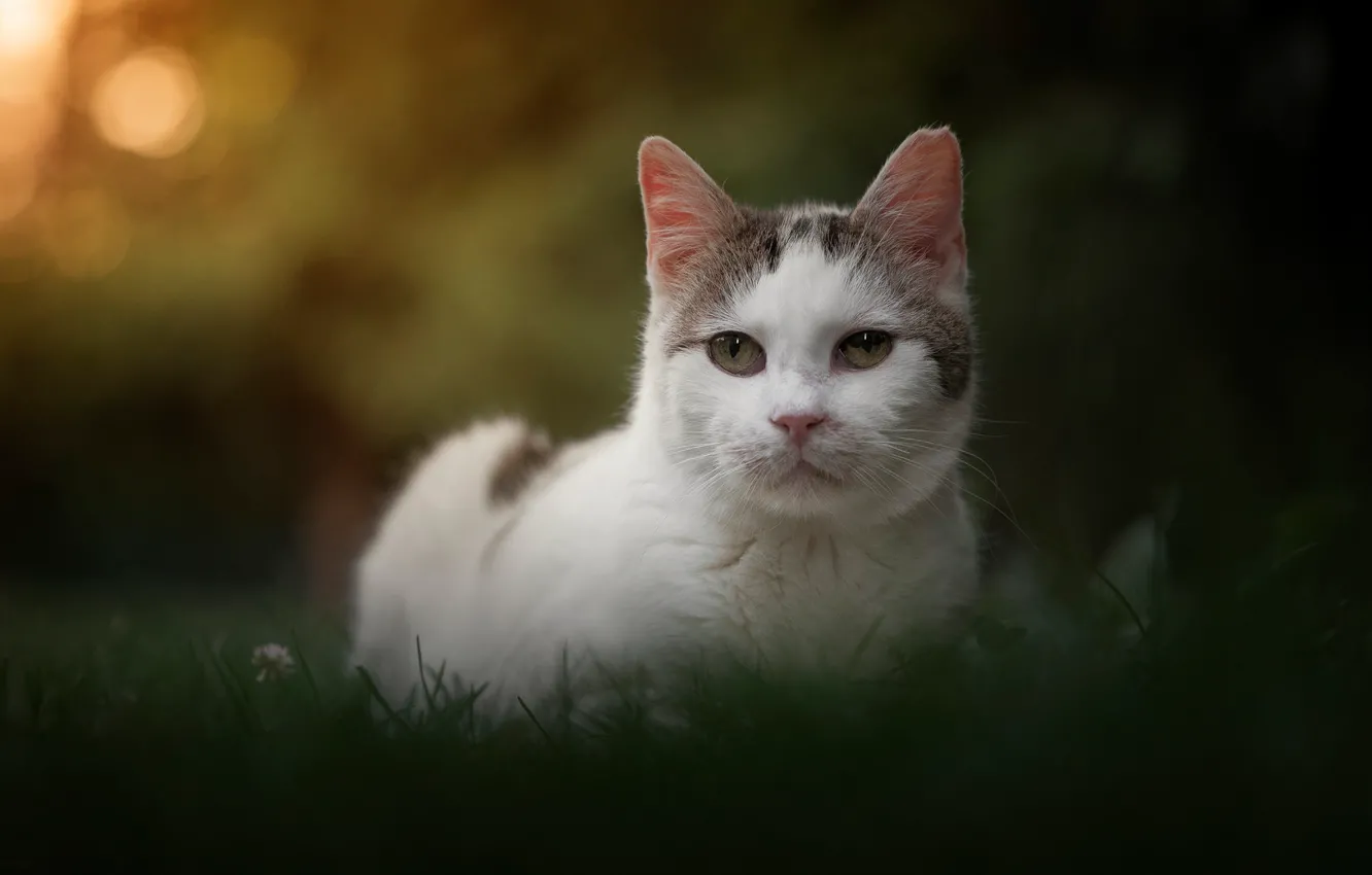 Photo wallpaper cat, look, background, portrait, muzzle