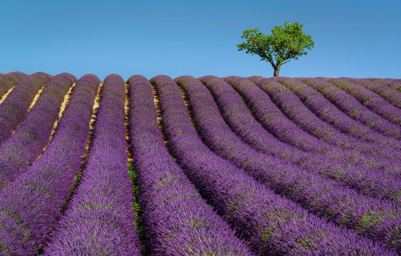 Photo wallpaper summer, flowers, tree, the ranks, lavender, plantation, blue sky, lavender field