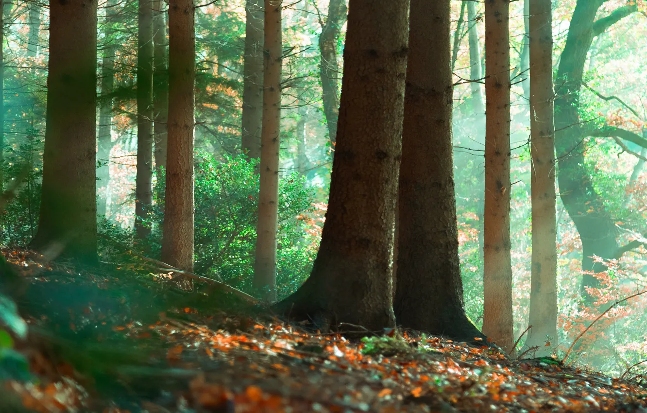 Photo wallpaper autumn, forest, leaves, light, trees, fog, foliage, haze