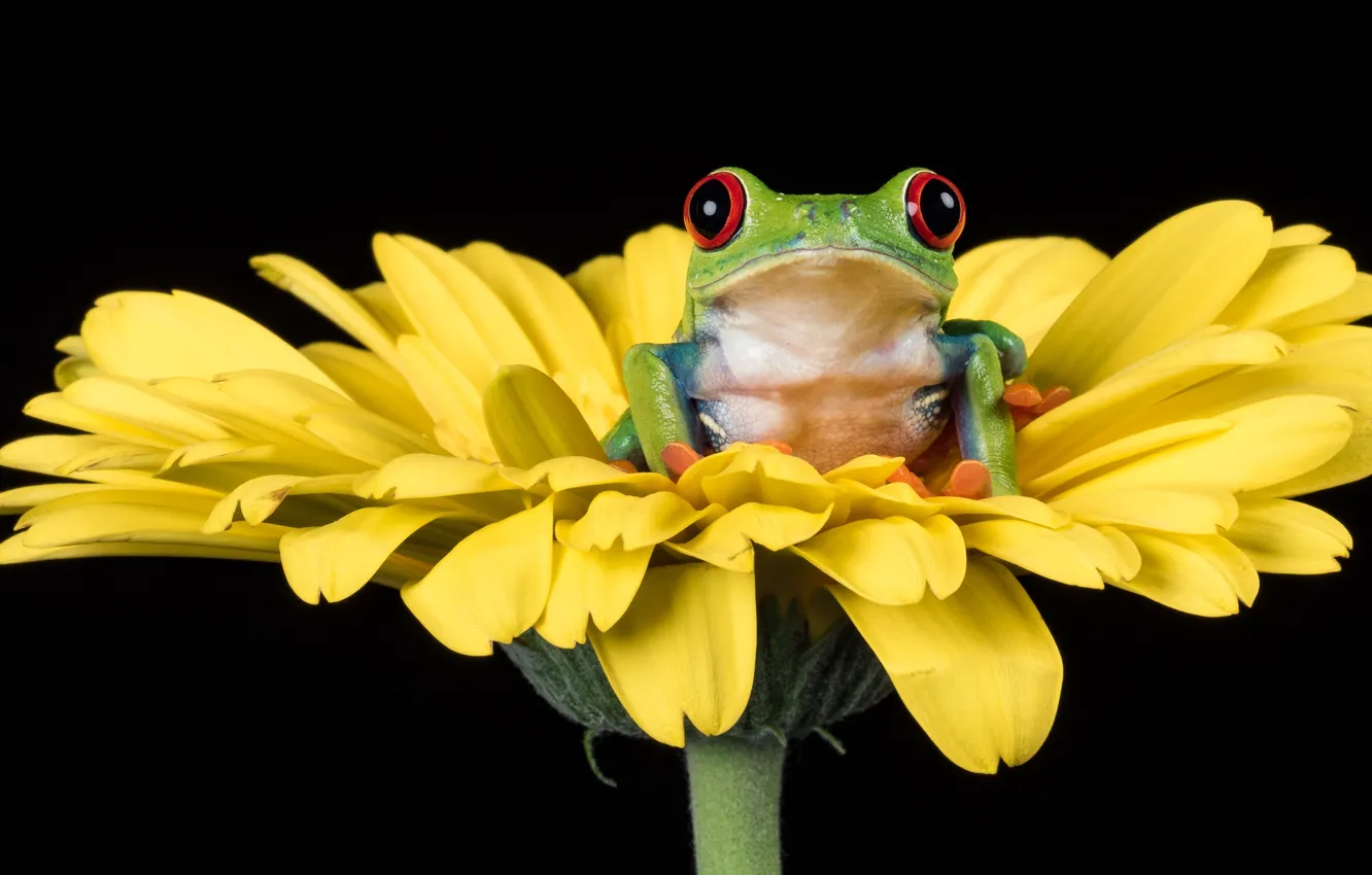 Photo wallpaper look, flowers, yellow, green, frog, petals, black background, calendula