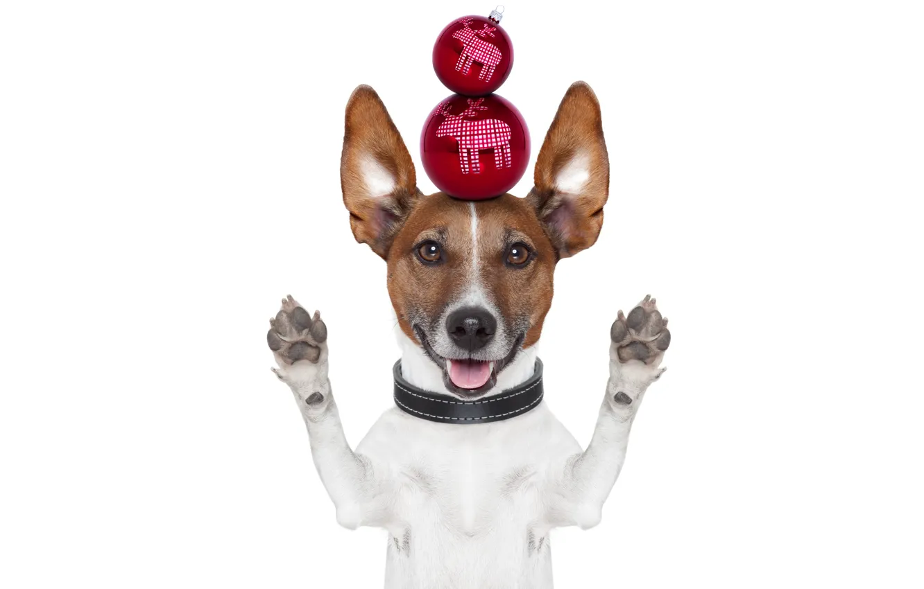 Photo wallpaper animals, balls, creative, holiday, up, new year, dog, paws