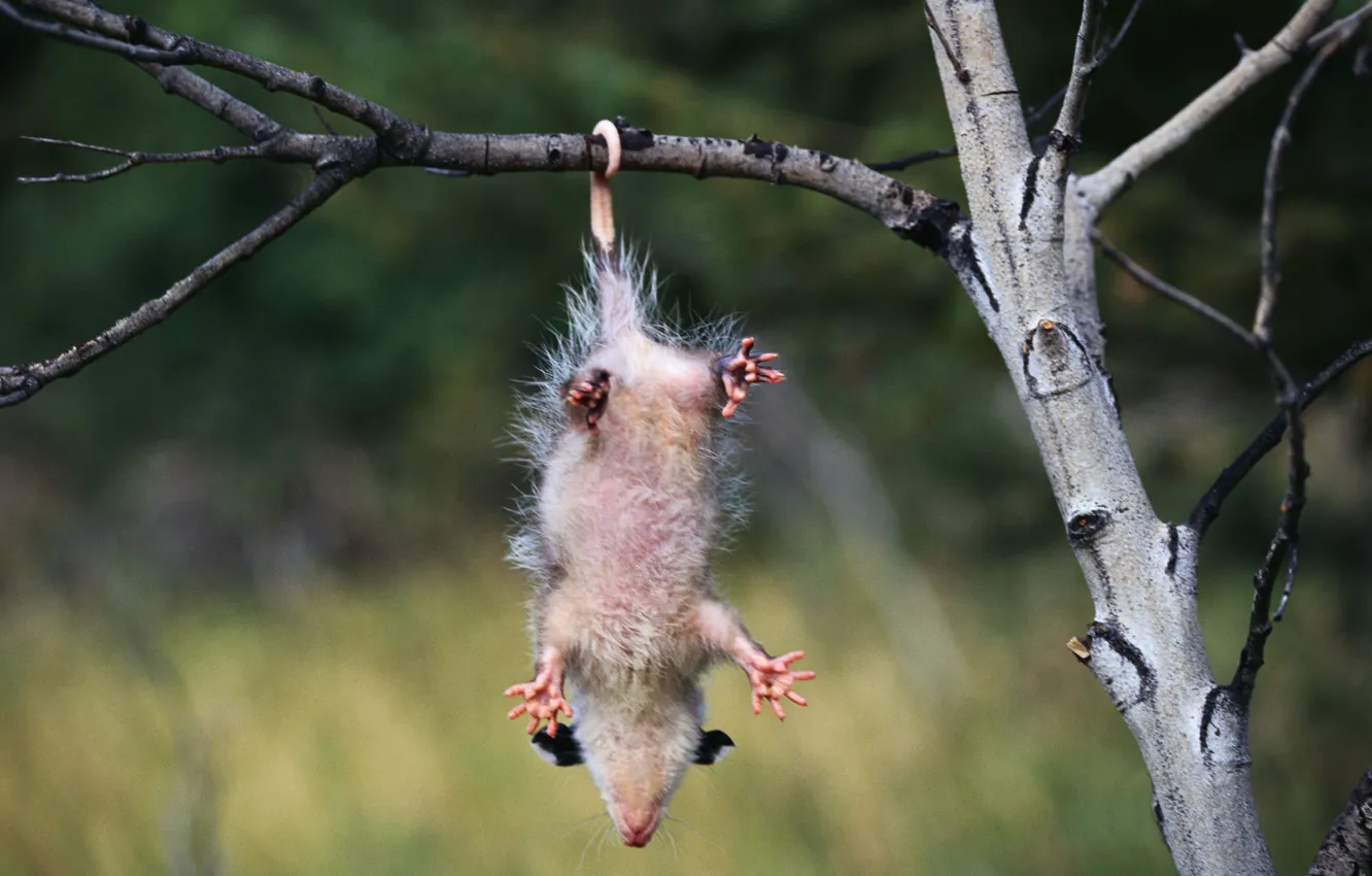Photo wallpaper branch, possum, hangs
