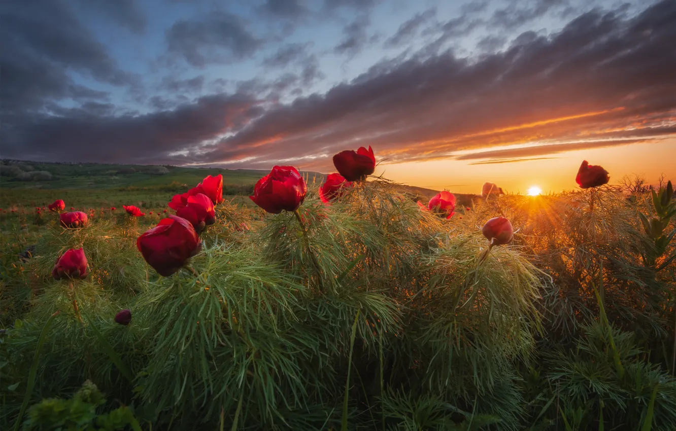 Photo wallpaper field, sunset, flowers, peonies