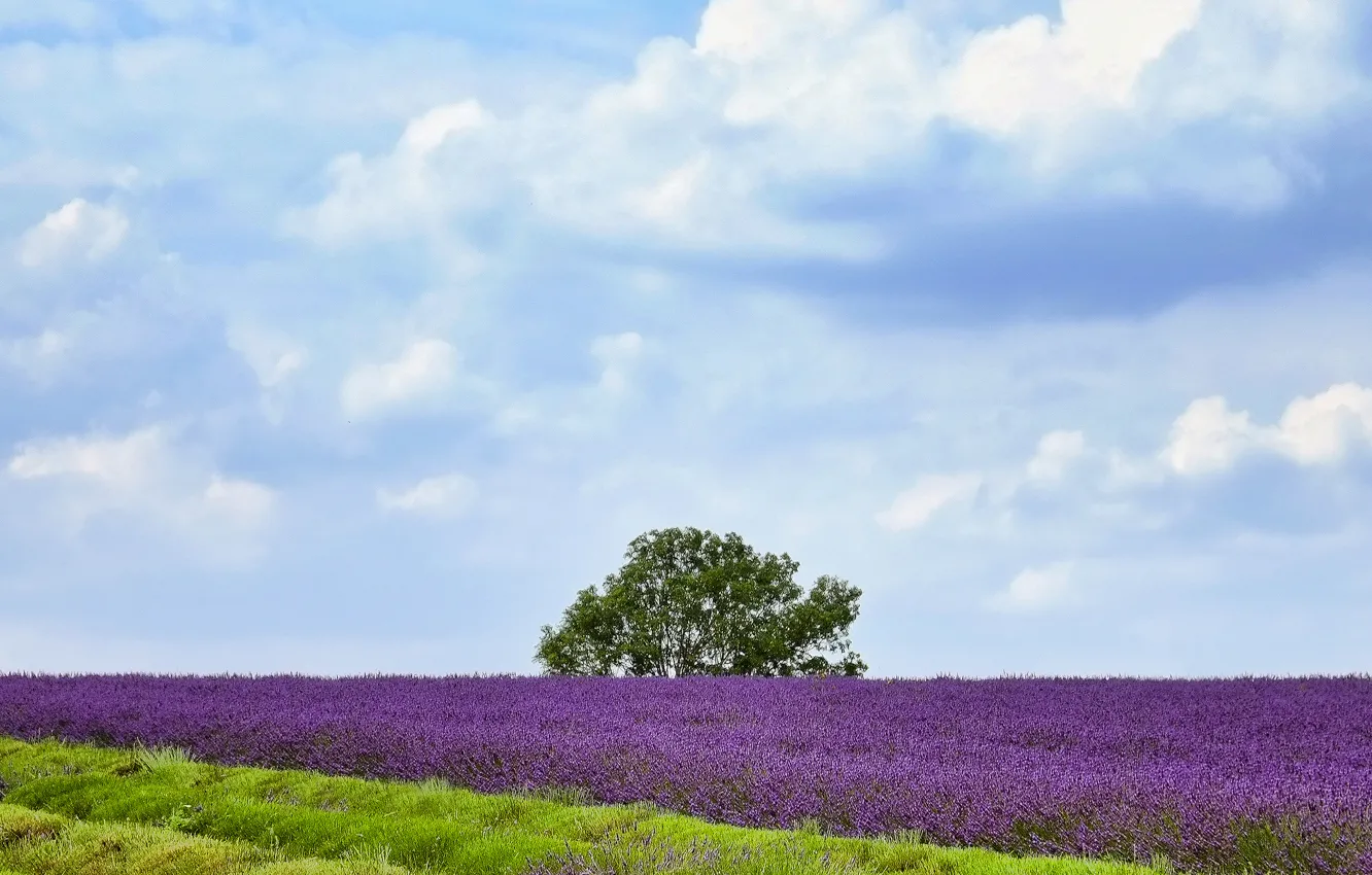 Photo wallpaper field, the sky, clouds, tree, lavender field