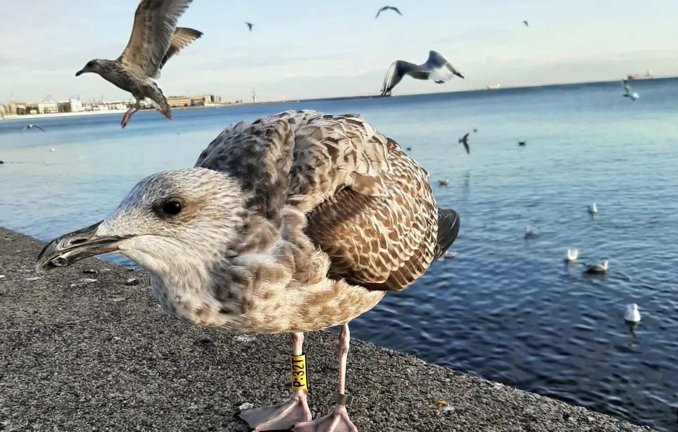 Photo wallpaper Sea, Bulwar, birds