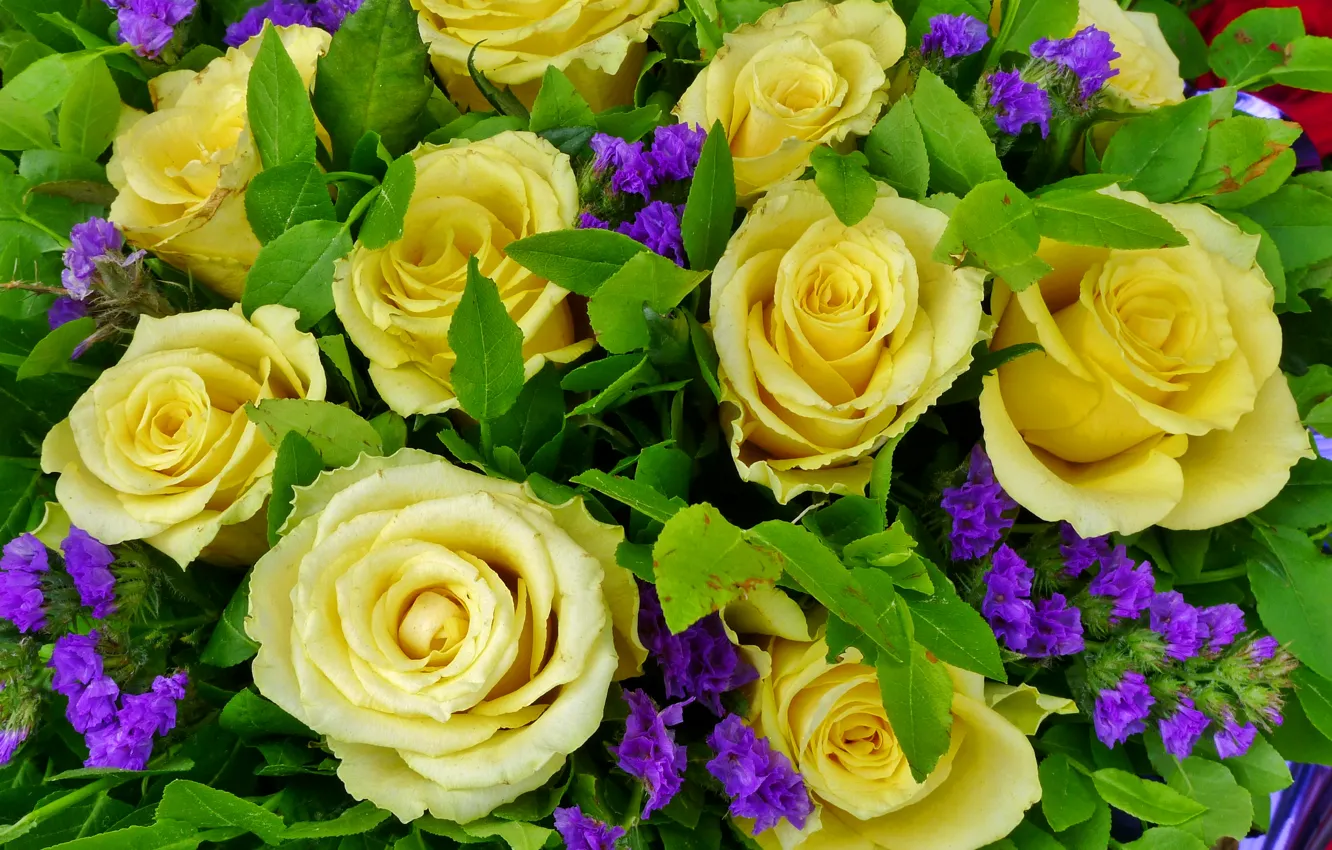 Photo wallpaper flowers, yellow, photo, roses, a lot