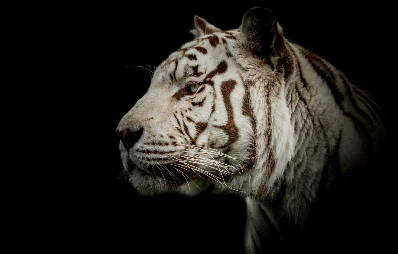 Photo wallpaper white, look, face, tiger, portrait, profile, black background