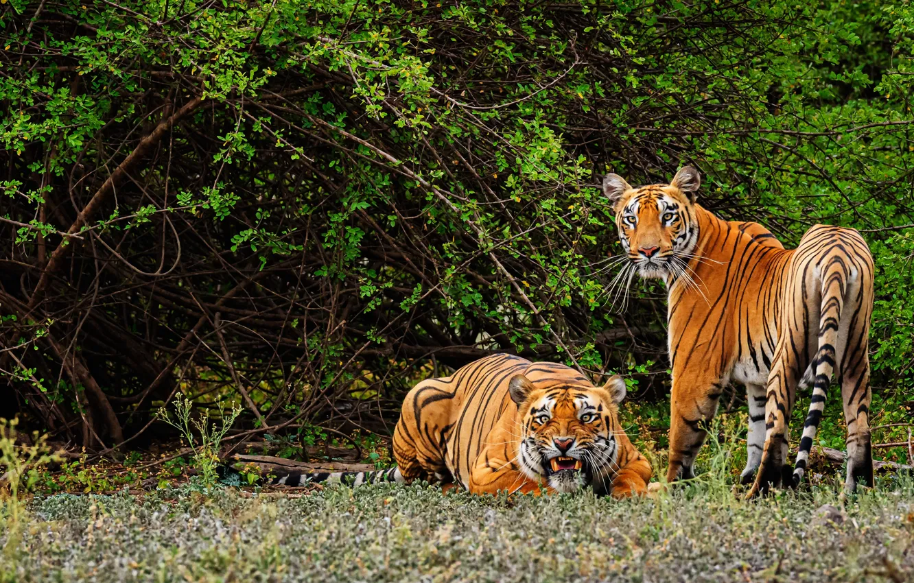 Photo wallpaper greens, look, branches, tiger, pose, foliage, two, mouth