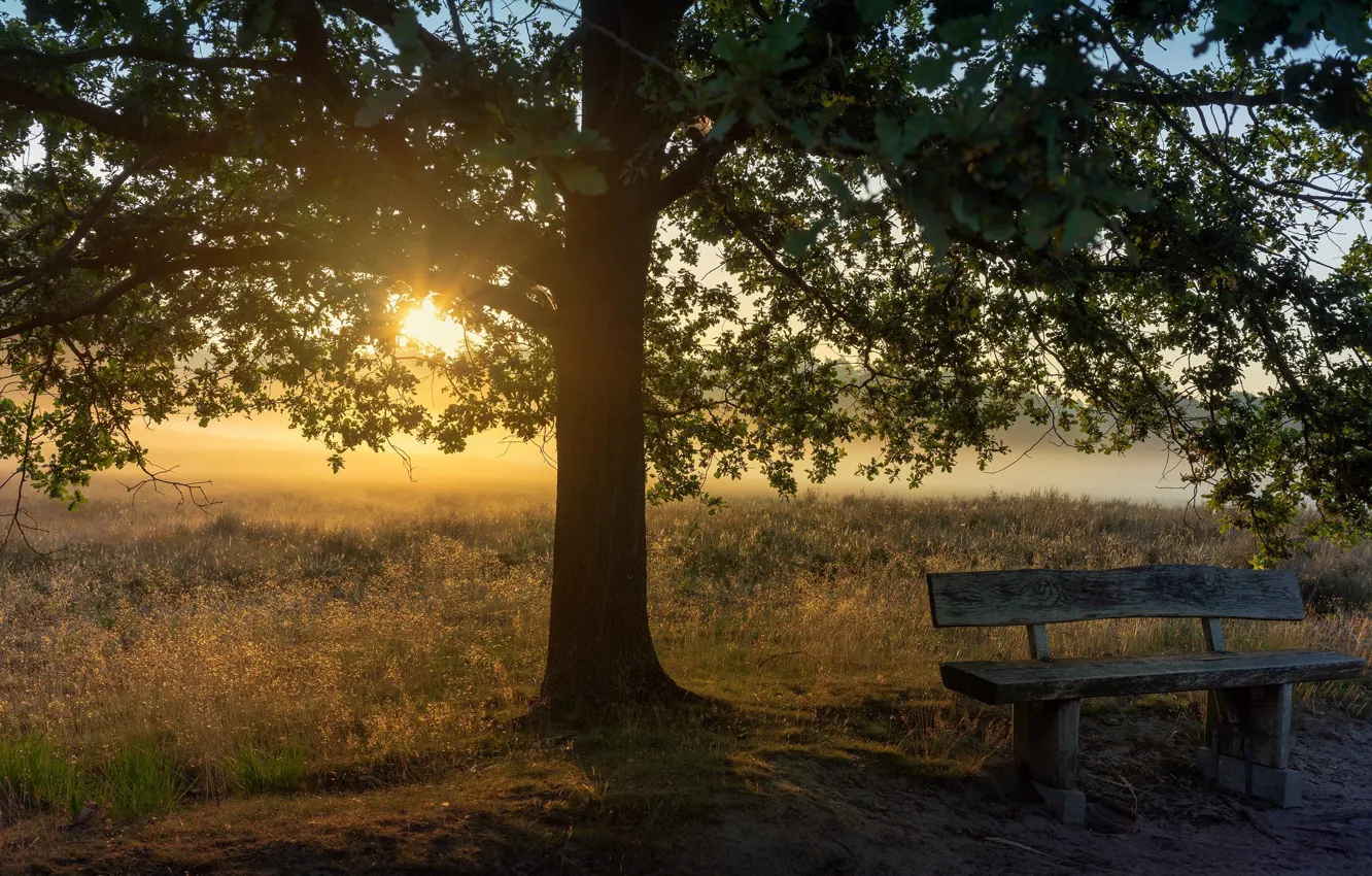 Photo wallpaper fog, tree, morning, bench