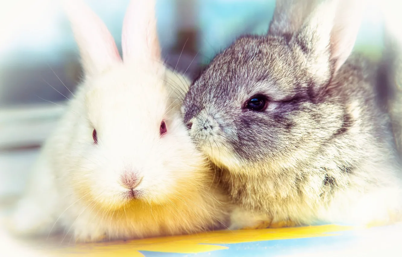 Photo wallpaper animals, kiss, rabbits, cute