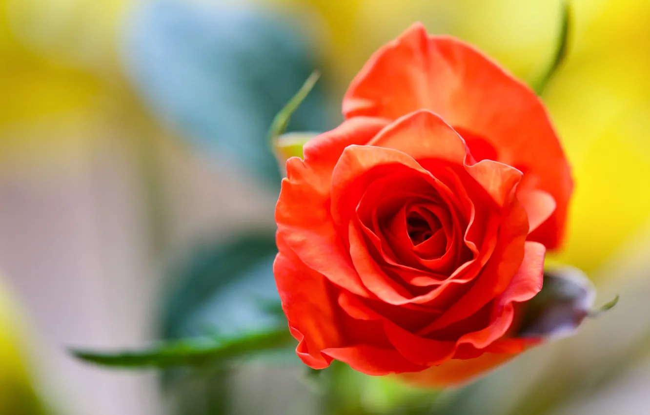 Photo wallpaper macro, background, roses, buds, scarlet rose