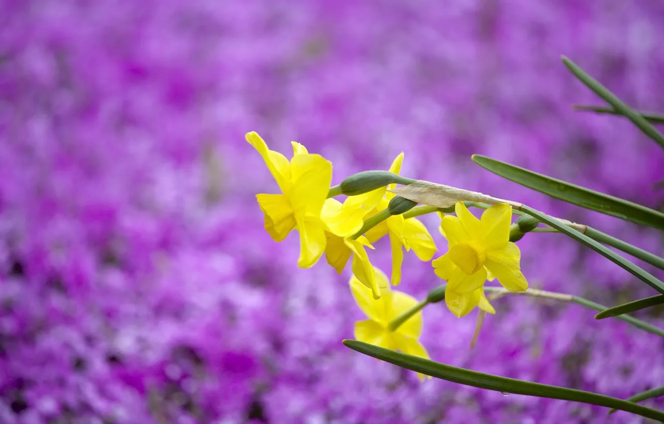 Photo wallpaper purple, flowers, yellow, background, blur, daffodils