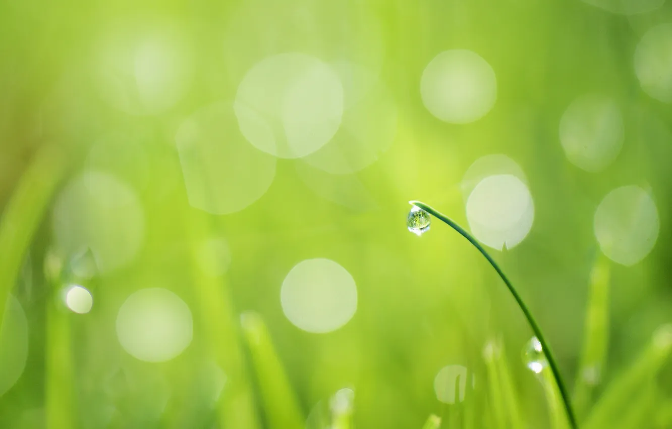 Photo wallpaper greens, grass, drops, glare, a blade of grass
