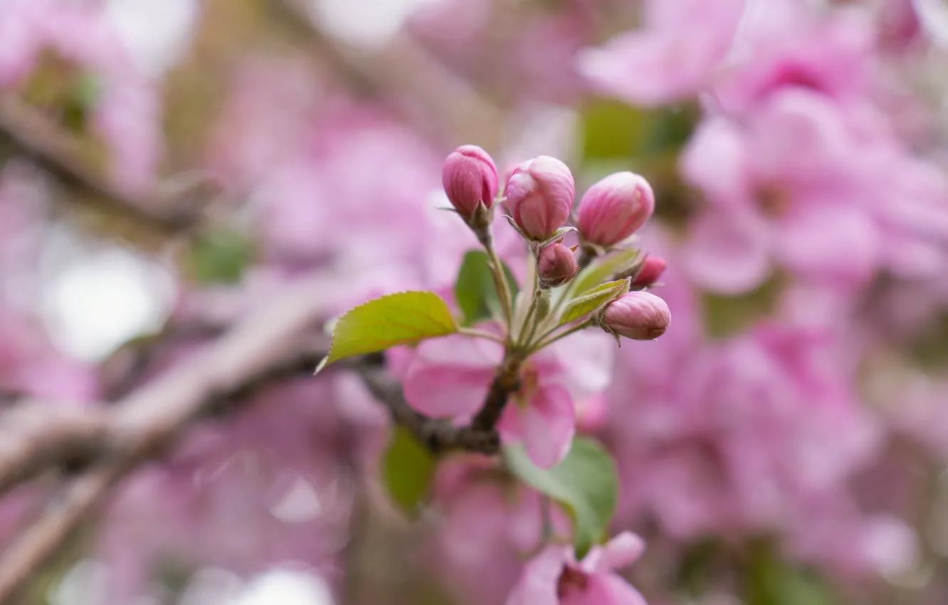 Photo wallpaper spring, pink, Apple, buds