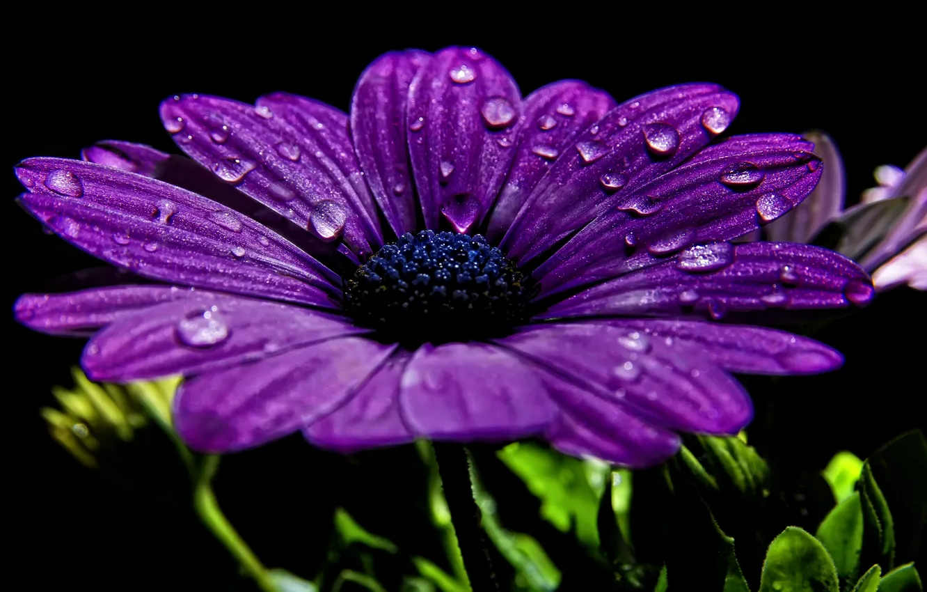 Photo wallpaper purple, water, drops, macro, Rosa, background, black, petals