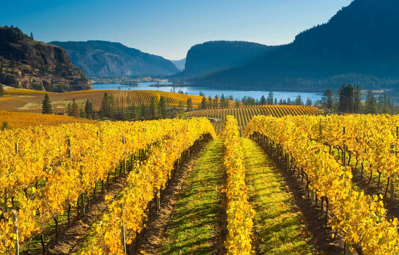 Photo wallpaper autumn, mountains, nature, Canada, vineyard, British Columbia, the valley of Okanagan lake