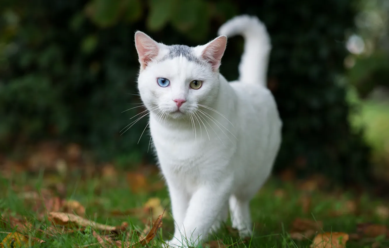 Photo wallpaper cat, summer, eyes, white