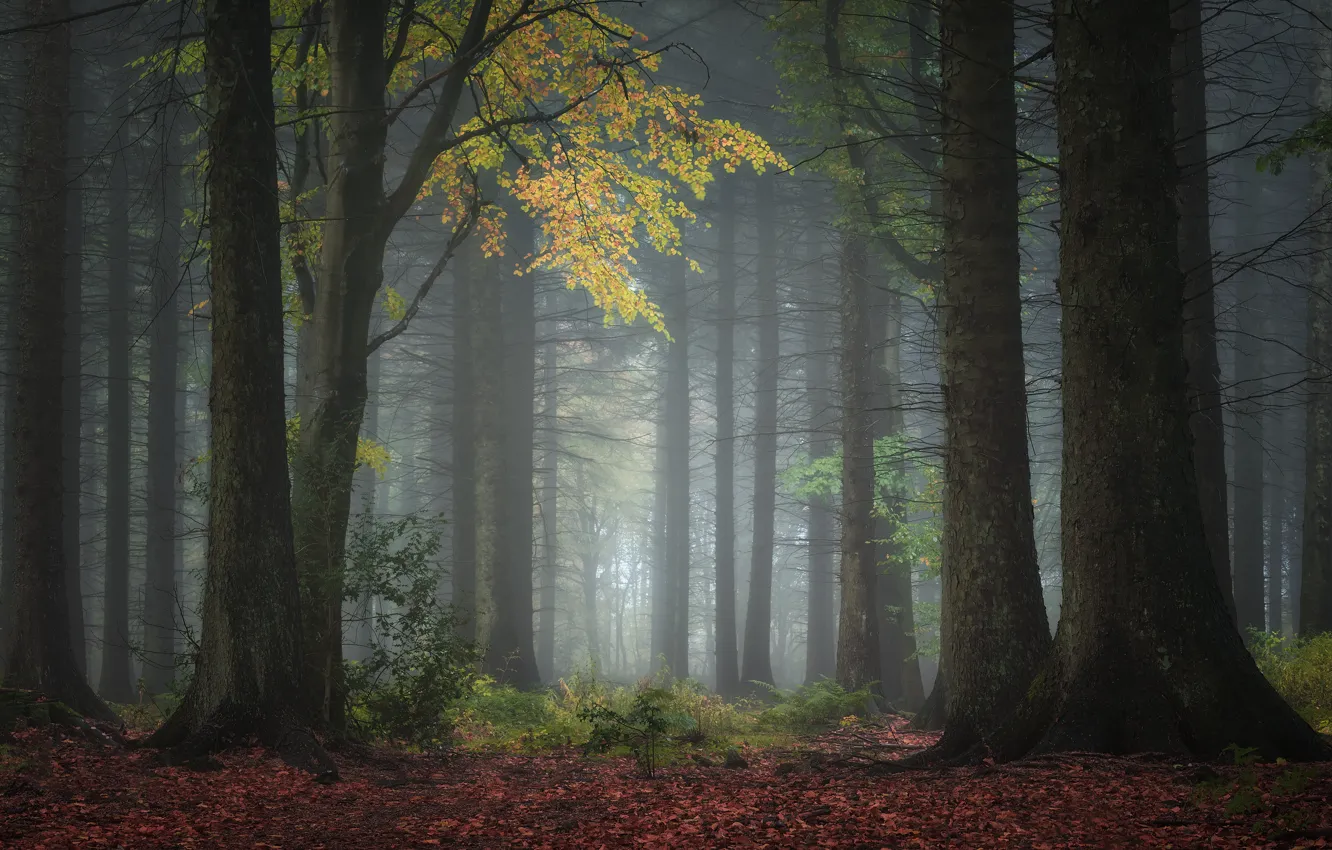 Photo wallpaper autumn, forest, trees, nature, fog, foliage, trunk, pine
